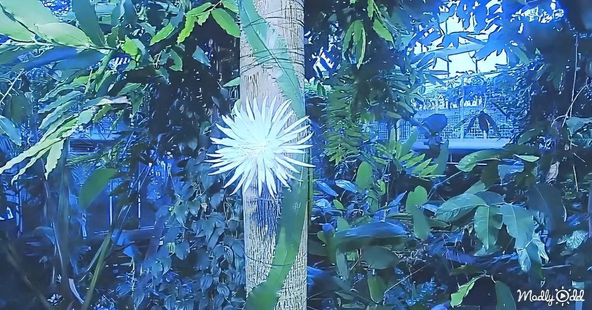 A white star-shaped flower blooms on a tree trunk amidst lush green foliage.