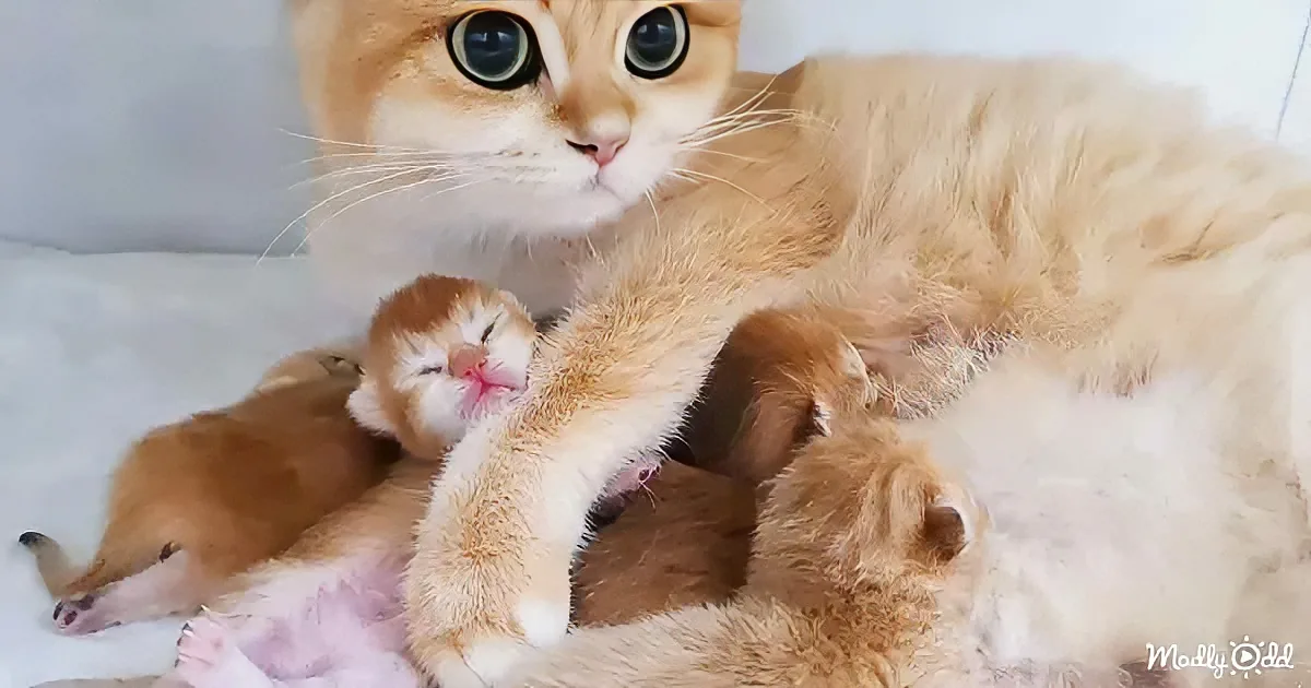 British Shorthair cat