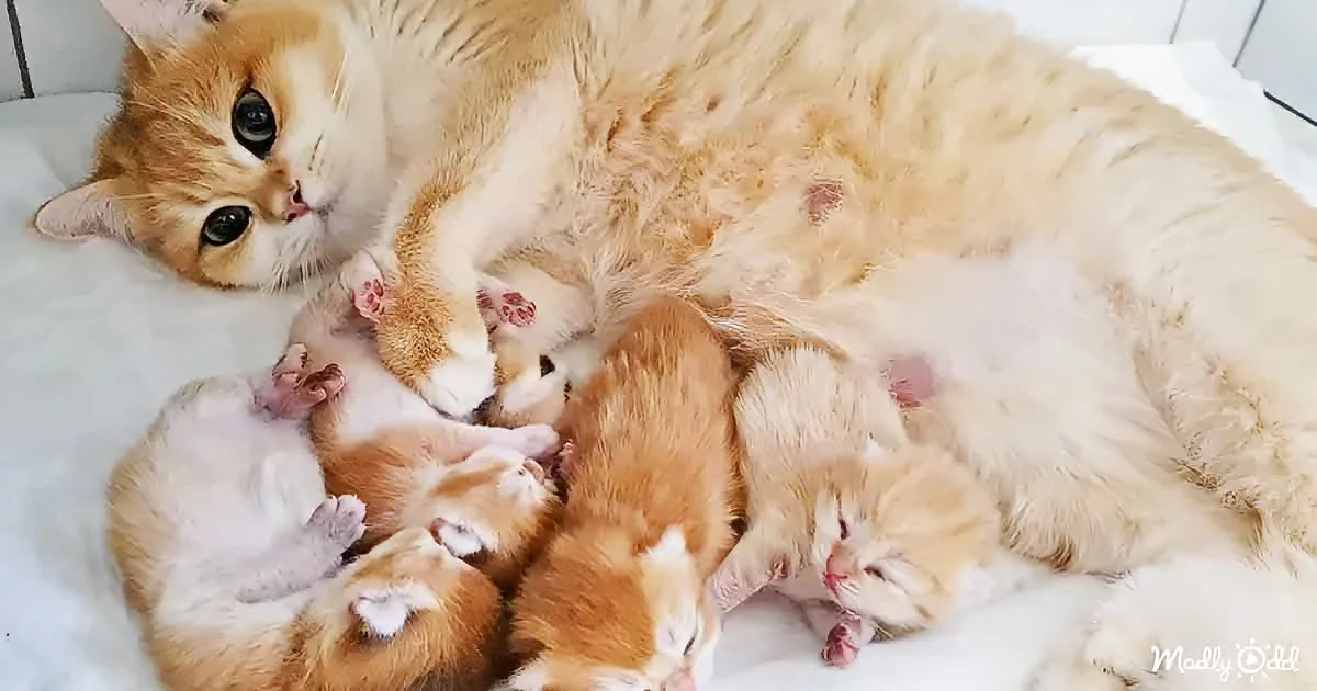 Beautiful British Shorthair Cat-Mom Grooms Her Little Babies