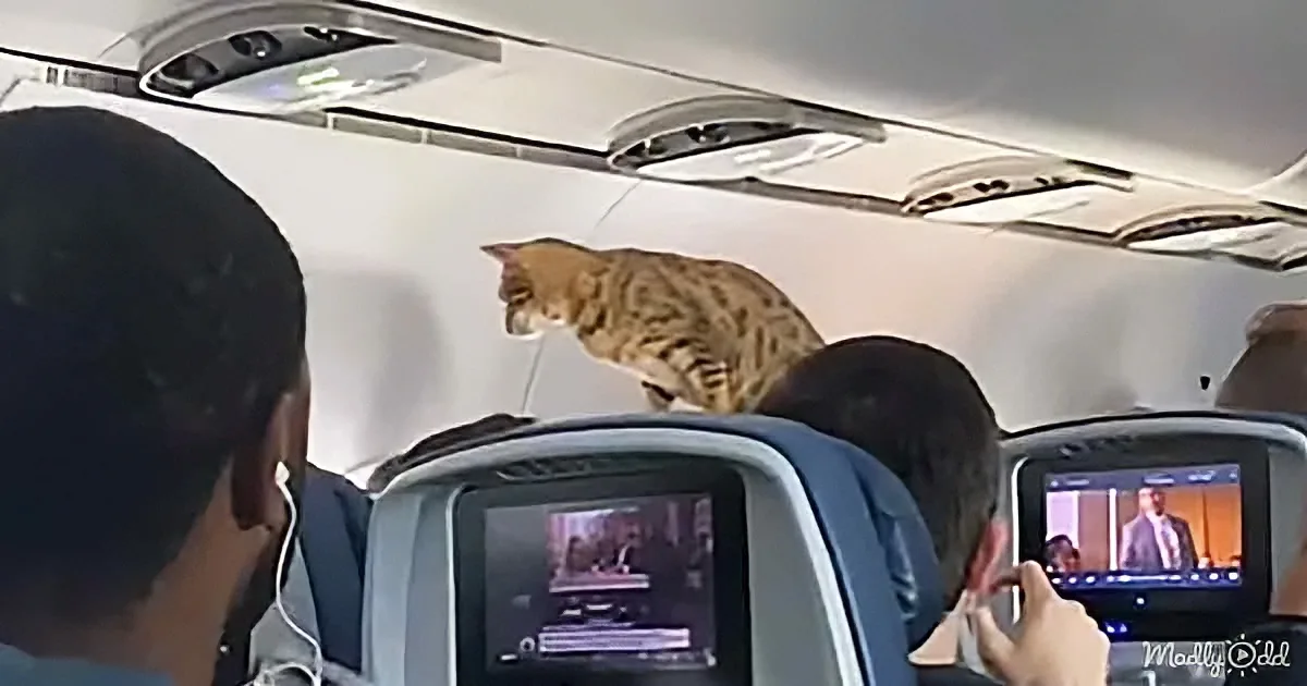 A Bengal cat is perched on the overhead compartment of an airplane, surrounded by passengers watching.