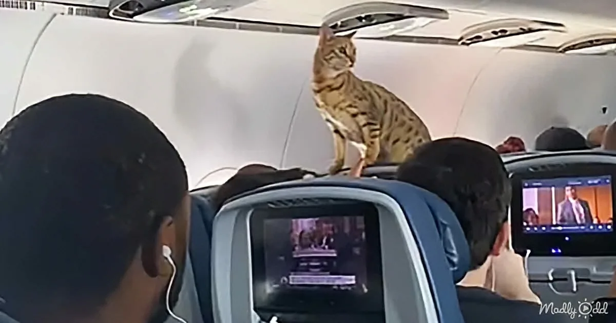 A Bengal cat sits atop an airplane seat, surrounded by passengers watching in amusement.