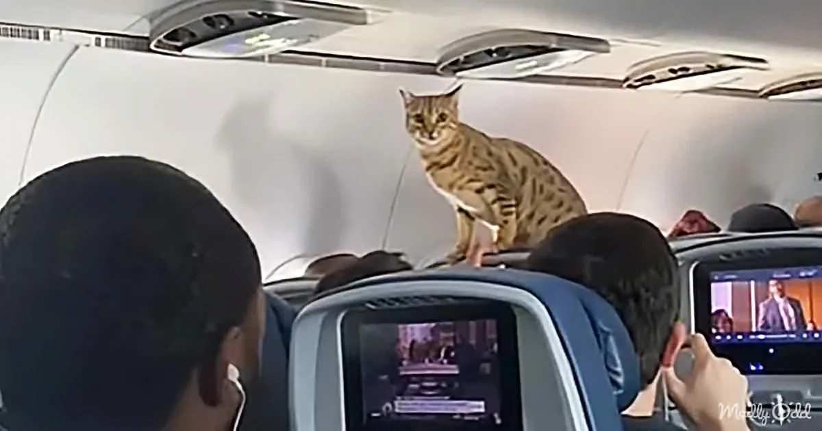 A cat sits atop a seat in an airplane cabin, surrounded by passengers watching screens.