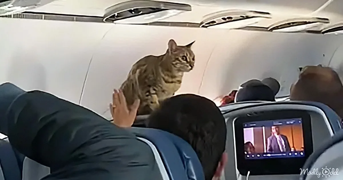A cat sits on the overhead compartment of an airplane, surrounded by passengers.
