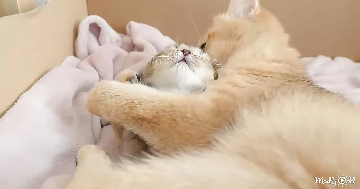 Adorable kitten and mama cat