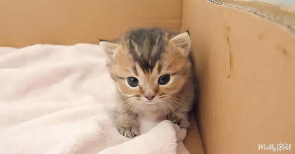 A curious tabby kitten with blue eyes peeks out from a cardboard box, surrounded by a soft white blanket.