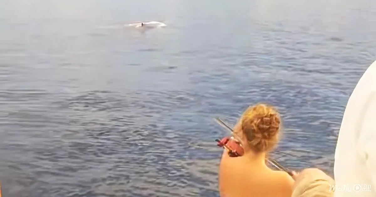 A person with short hair sits on a boat, holding a violin, while a whale surfaces in the distance.