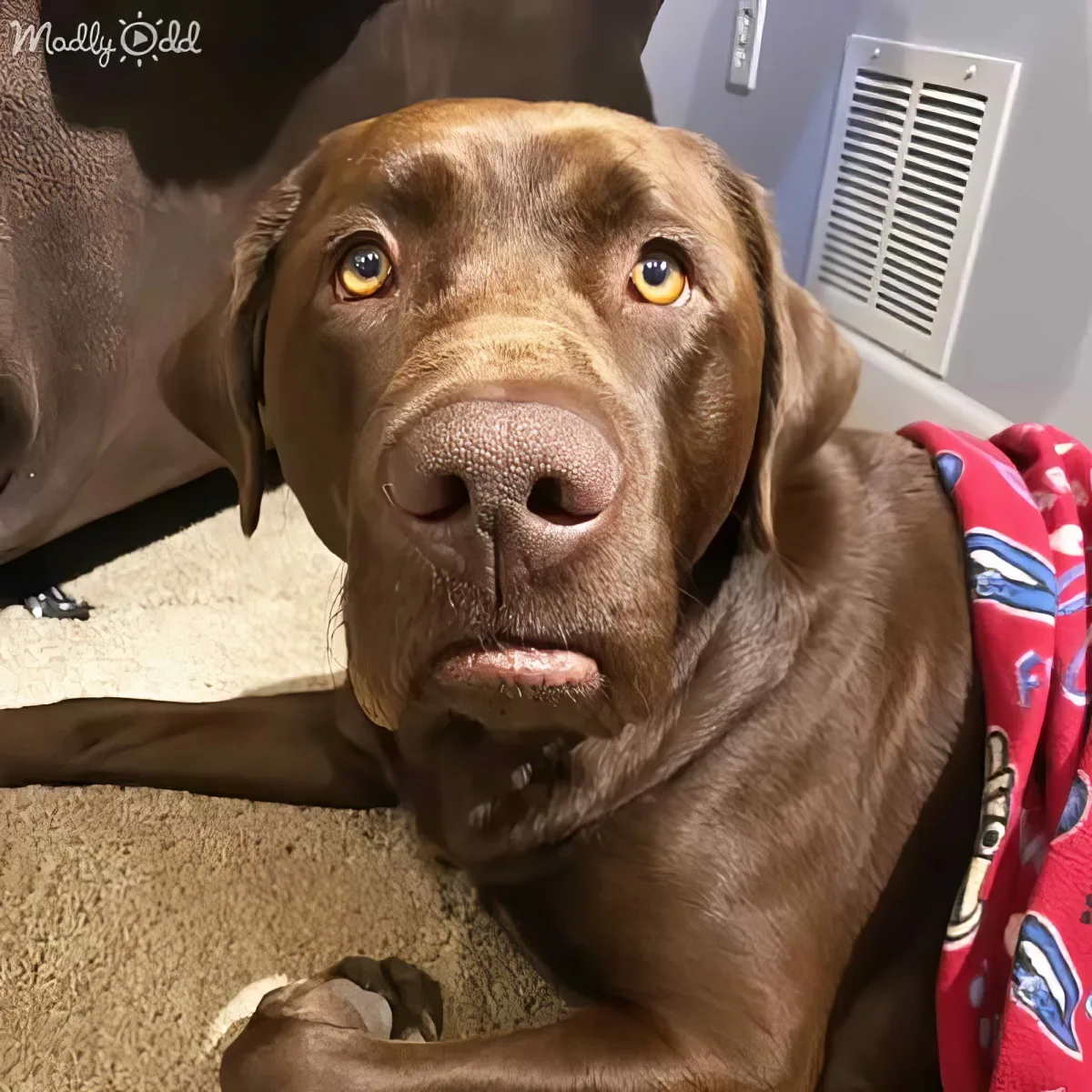A chocolate Labrador retriever with a red blanket, looking directly at the camera with a slightly sad expression.