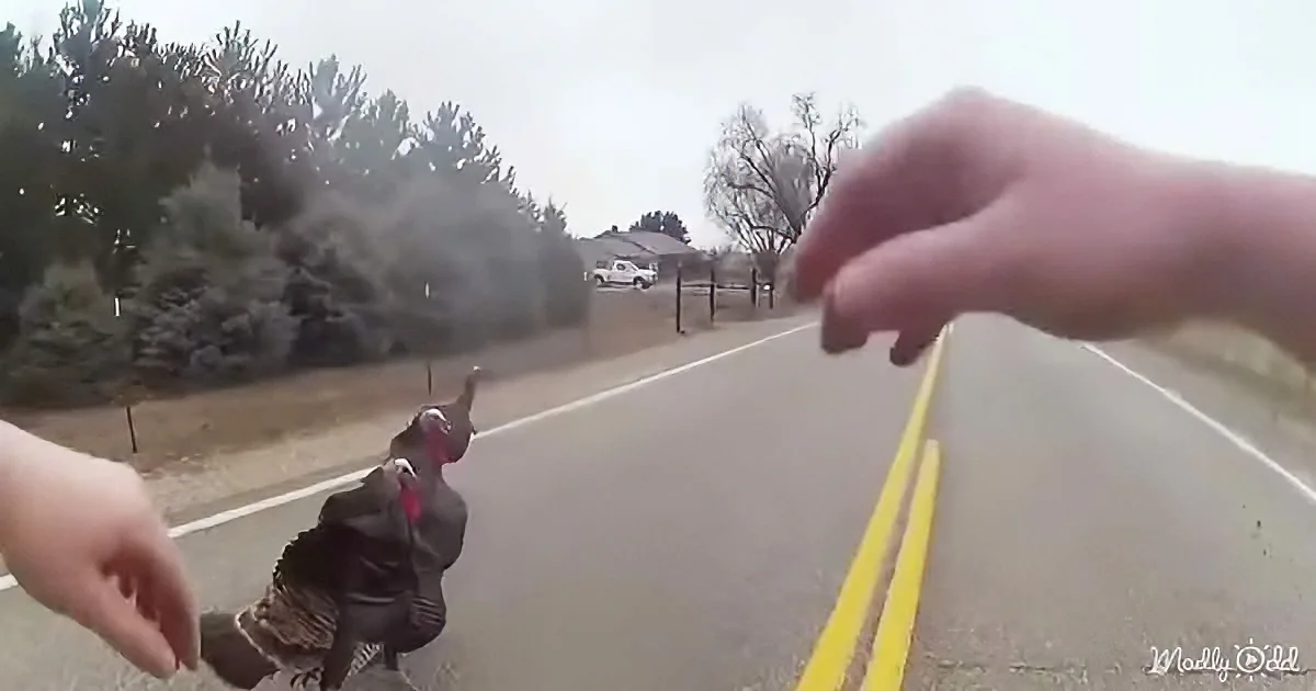 Sheriff Encounters Three Loitering Turkeys With Something to Prove