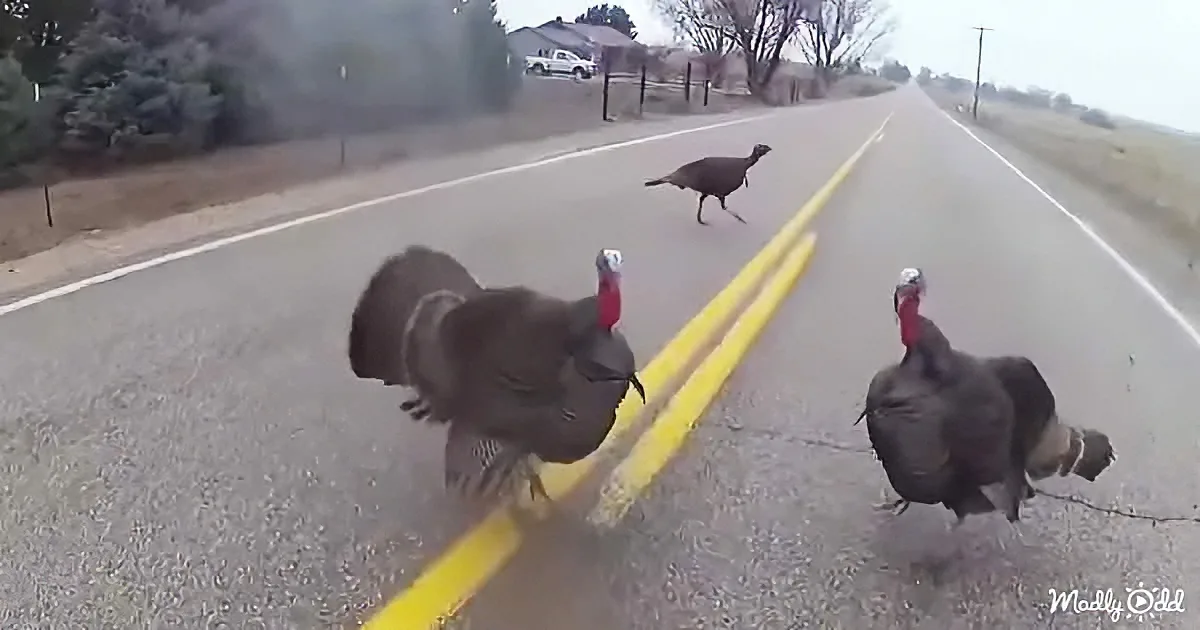 Three turkeys walk across a road, one in the middle, two on the side, with a yellow line dividing the lanes.