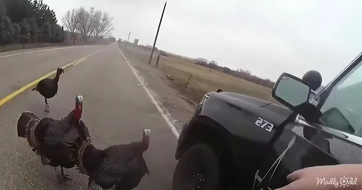 Two turkeys walk on a road near a car, with a person holding a phone in the foreground.