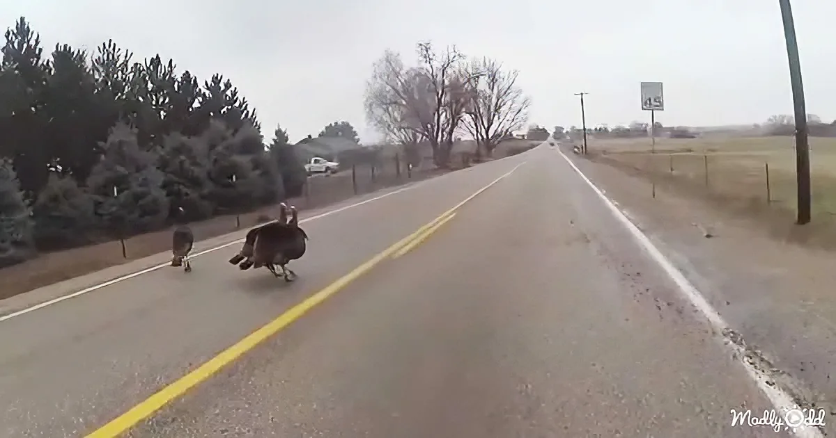 Two turkeys walk on a rural road, with a speed limit sign and trees in the background.