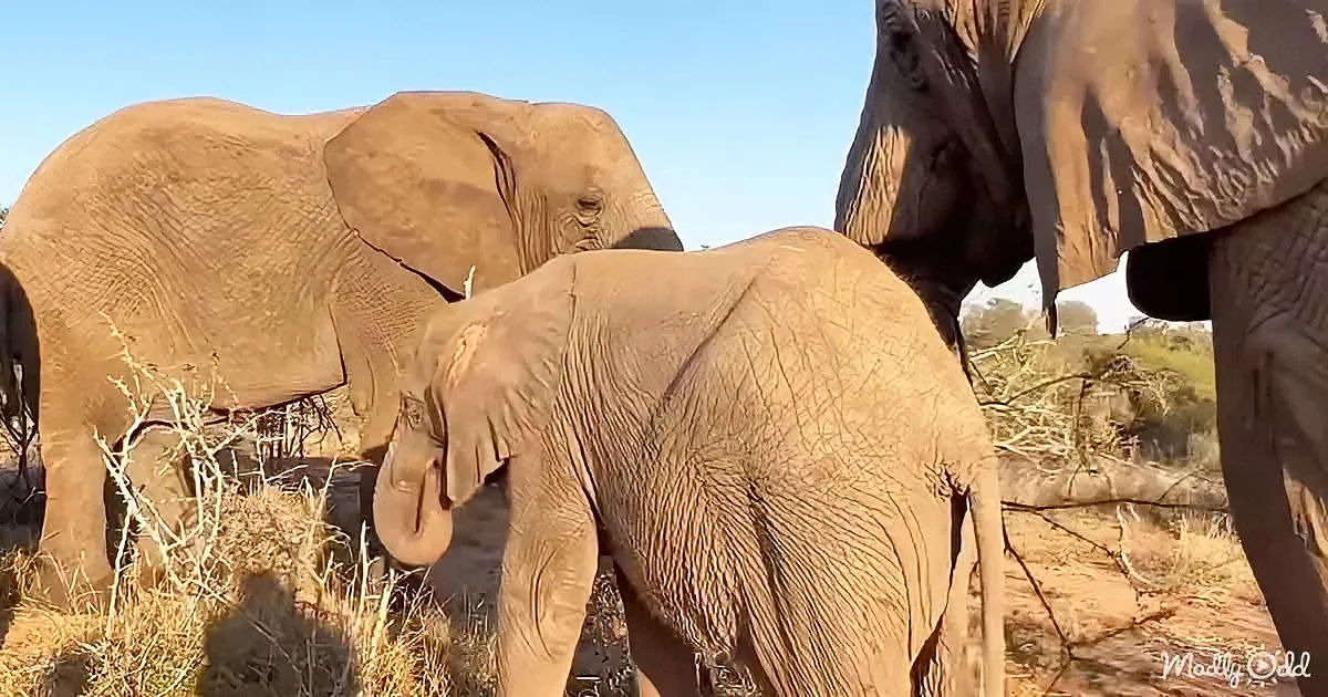 A baby elephant with its trunk raised, surrounded by adults in a dry, grassy area.
