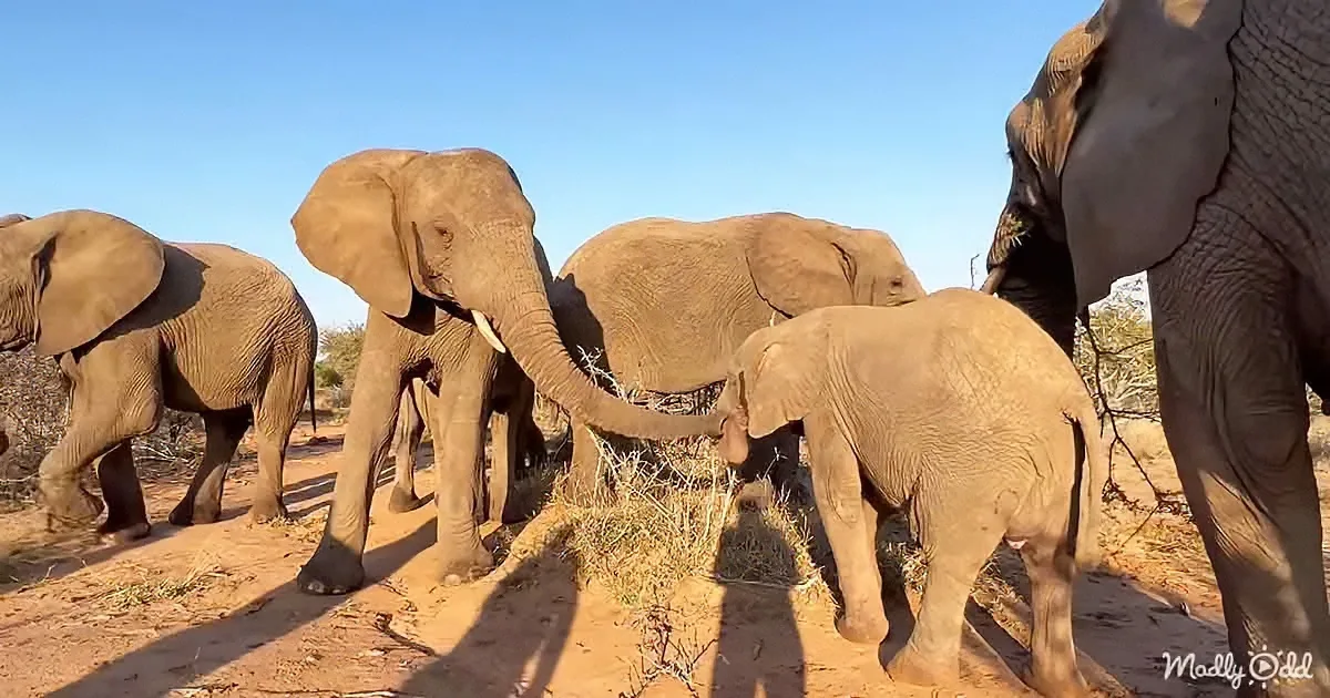 Female Elephants Protect Baby Elephant From Roaming Lion