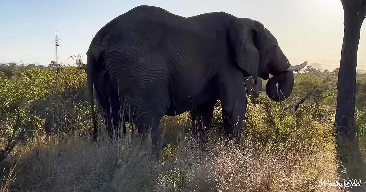 A large elephant stands in a grassy field, its trunk raised, with a distant power tower and trees in the background.
