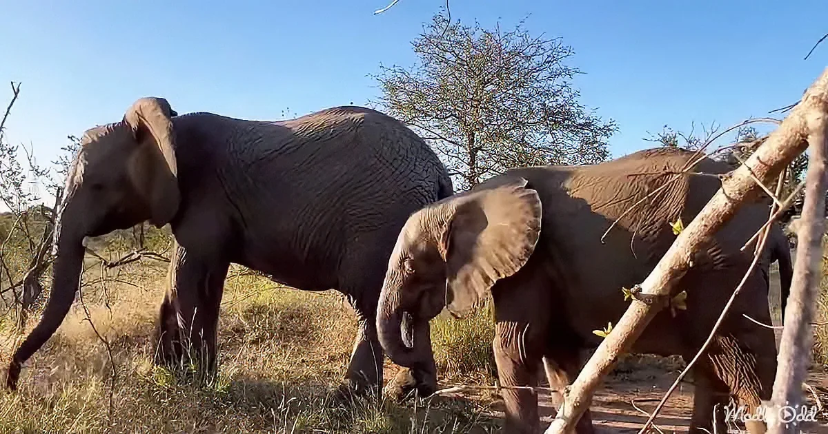 Two elephants, one adult and one calf, are walking through a grassy area with trees in the background.