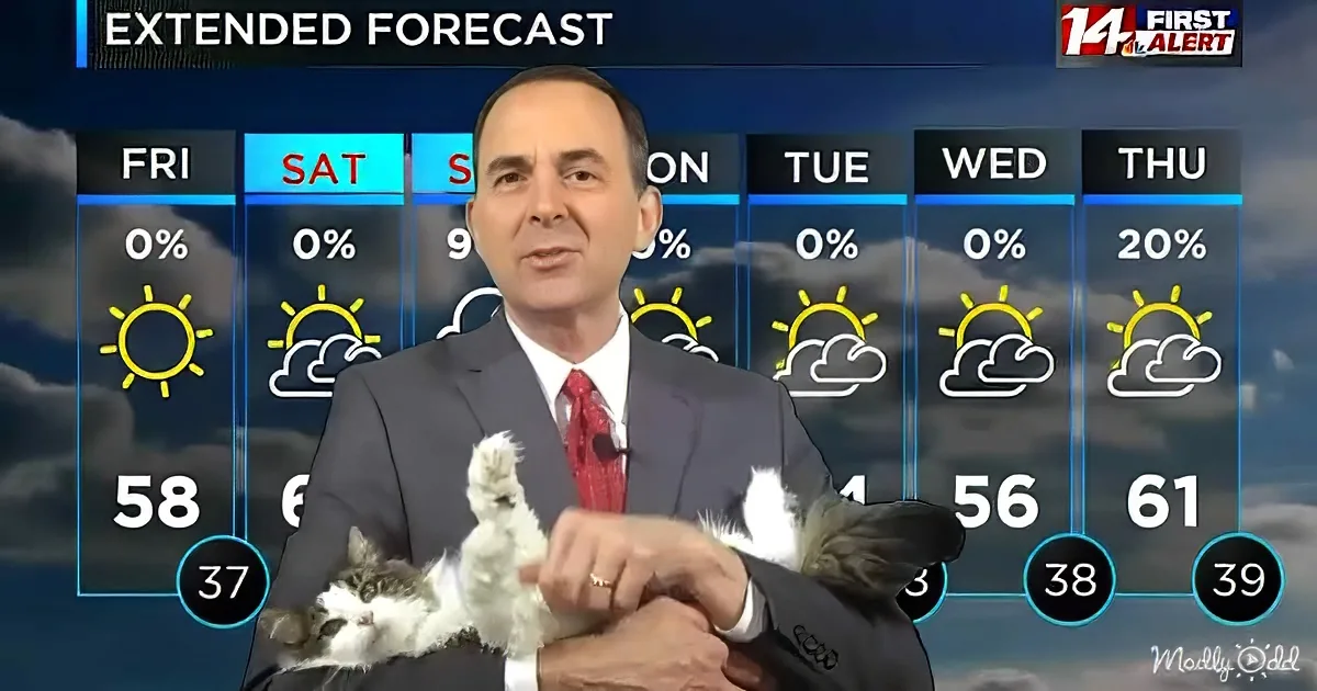 A weatherman holds a cat while presenting an extended forecast.