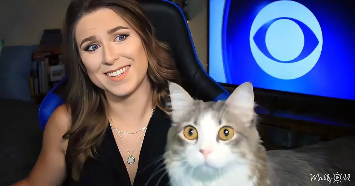 The Cutest Cats Interrupt Their Newscaster Parents While They Work