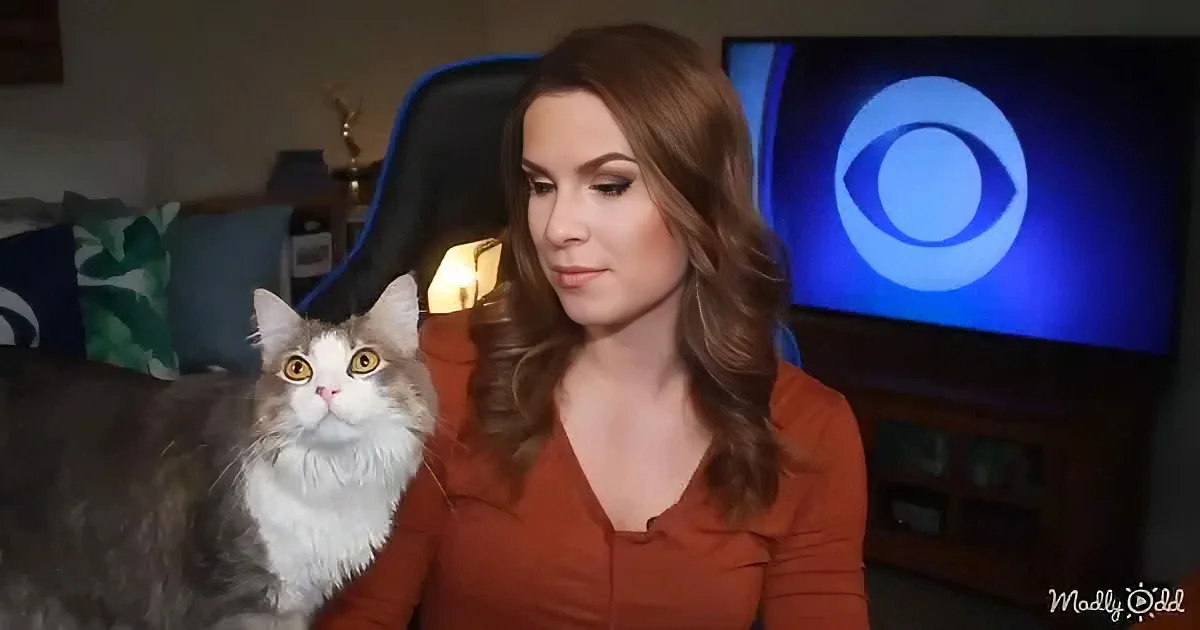 A woman in an orange top sits with a fluffy gray and white cat, both looking forward, in front of a CBS logo on a TV.