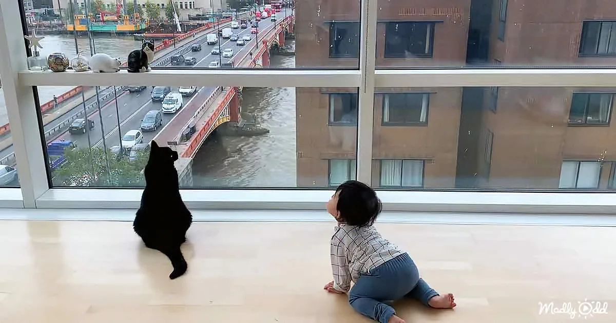 Baby and cat