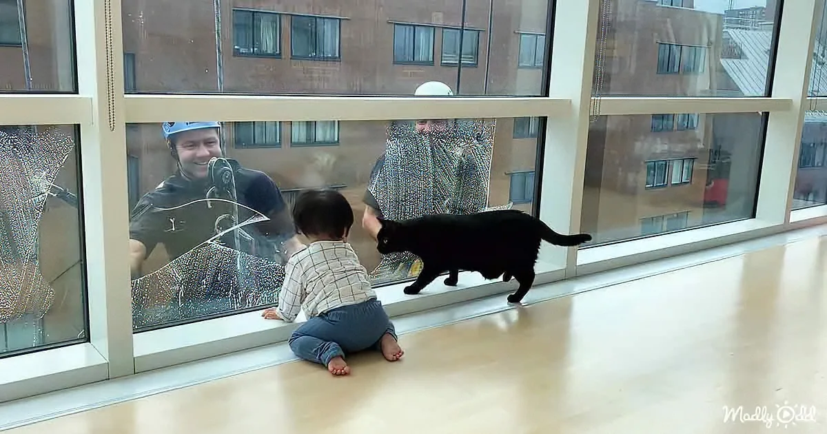Adorable Baby and Cat Closely Watch a Pair of Window Cleaners
