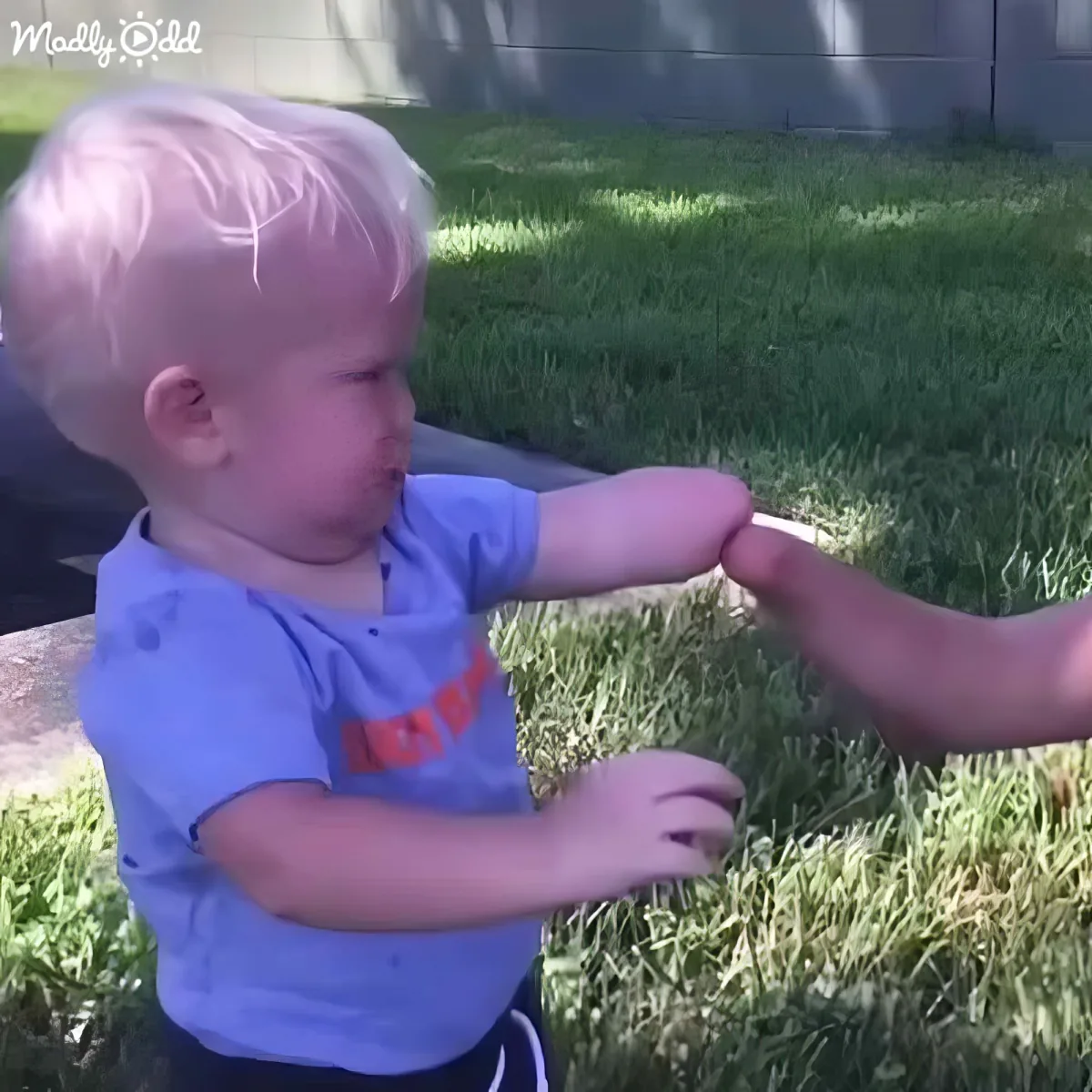 A toddler in a blue shirt is playfully interacting with an adult's hand in a grassy backyard.