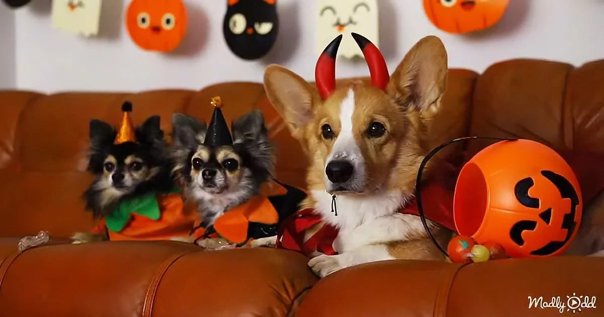 Corgi's best Halloween prank
