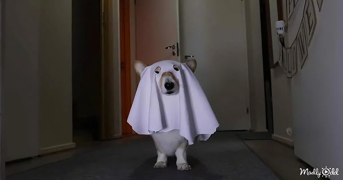Corgi's best Halloween prank