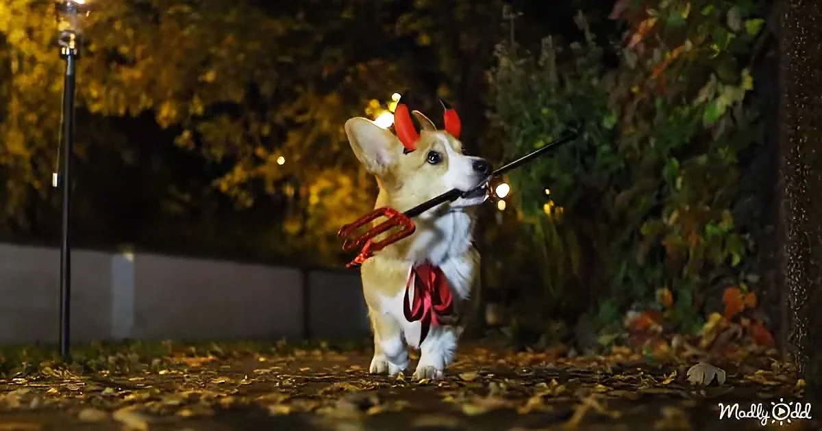 Corgi's best Halloween prank