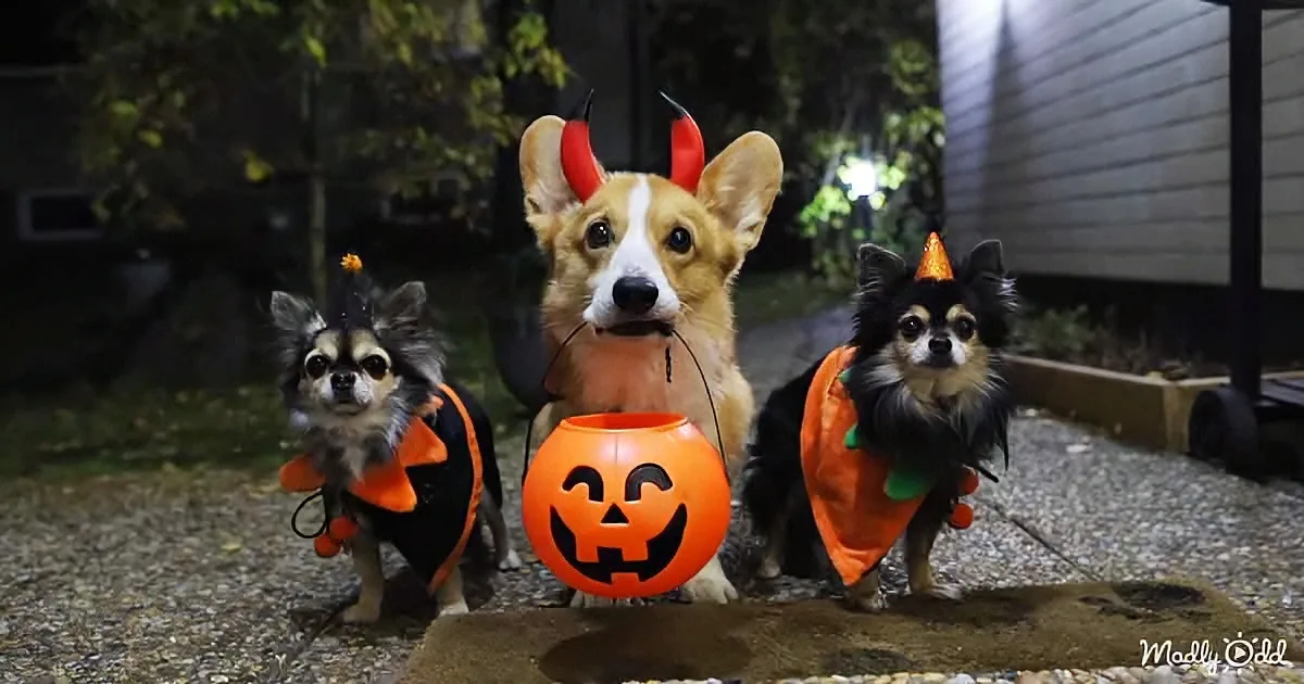 Corgi Plays the Best Halloween Prank on Her Cousins