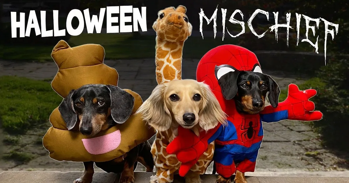 Three dachshunds in costumes (turkey, giraffe, Spider-Man) stand on a porch, looking adorable.