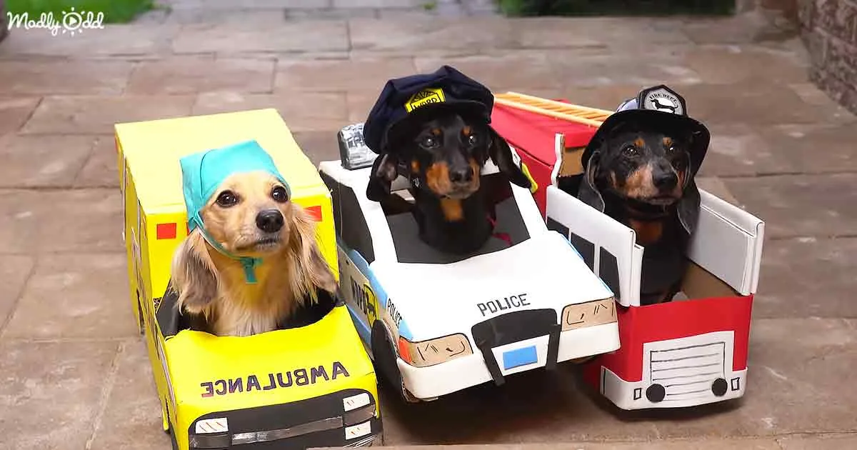 Wiener Dogs Halloween