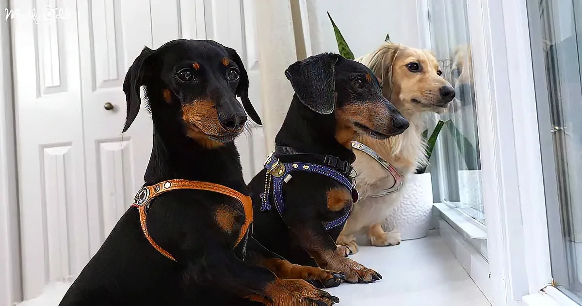 Wiener Dogs Halloween
