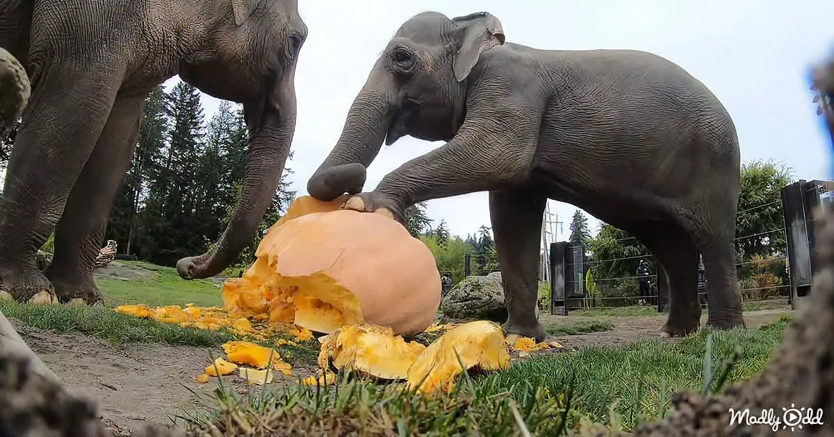 Elephants smashing pumpkins