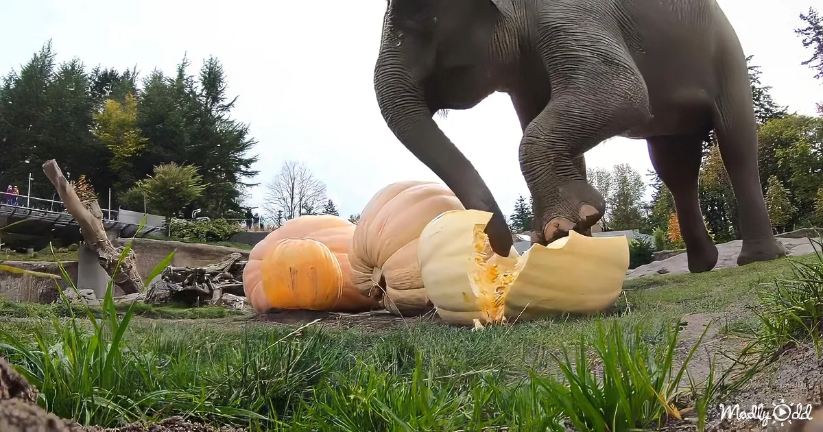 Elephants smashing pumpkins