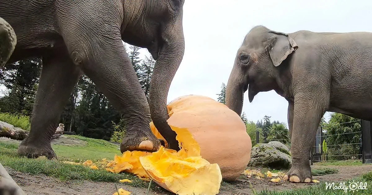 Elephants Cheerfully Smashing Giant Pumpkins