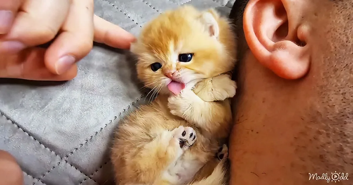 A fluffy orange kitten lies on its back, tongue out, nestled between a person's hand and ear.