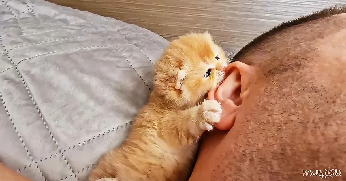 A fluffy orange kitten is playfully biting a person's ear on a bed.