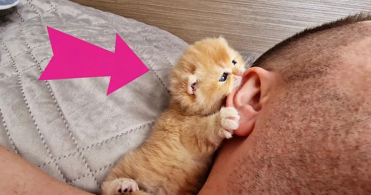 Tiny Kitten Melts 'Stern' Man's Heart With Adorable Morning Routine