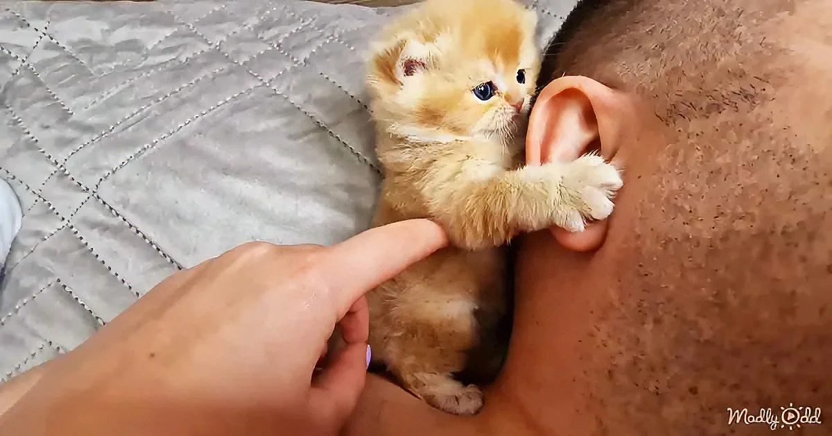 A tiny, fluffy kitten with blue eyes is playfully holding onto a person's ear with its paw.