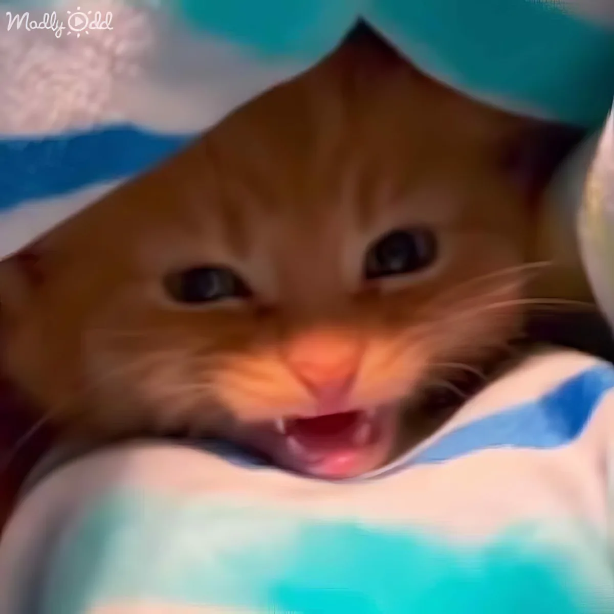 A close-up of a ginger cat with its mouth open, looking directly at the camera.