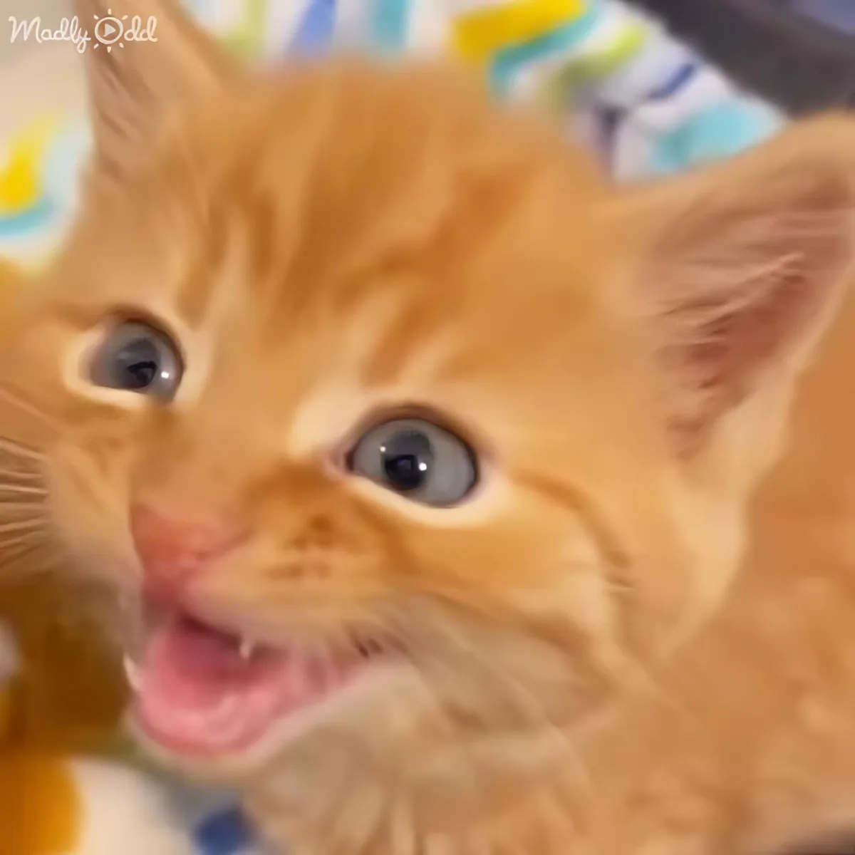 A cute orange kitten with wide eyes and a slightly open mouth is looking up.