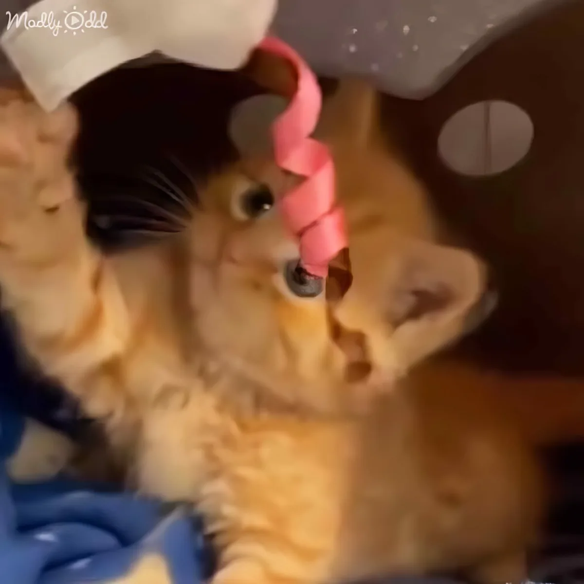 A fluffy orange kitten with a pink ribbon around its nose is peeking out from a cozy, blue-and-white blanket.