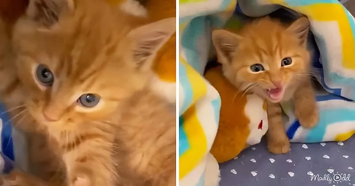 Orphan Kitten Goes From Hating Everyone to 'Roaring' for Attention