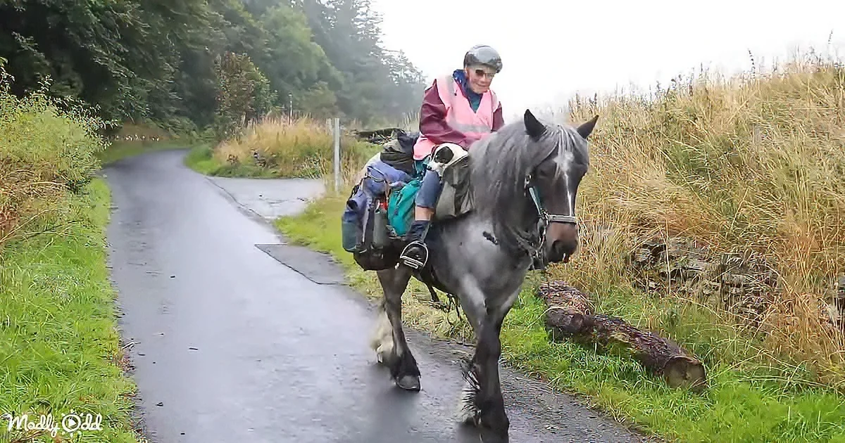 A person rides a gray horse on a wet road, surrounded by greenery and a stone wall.