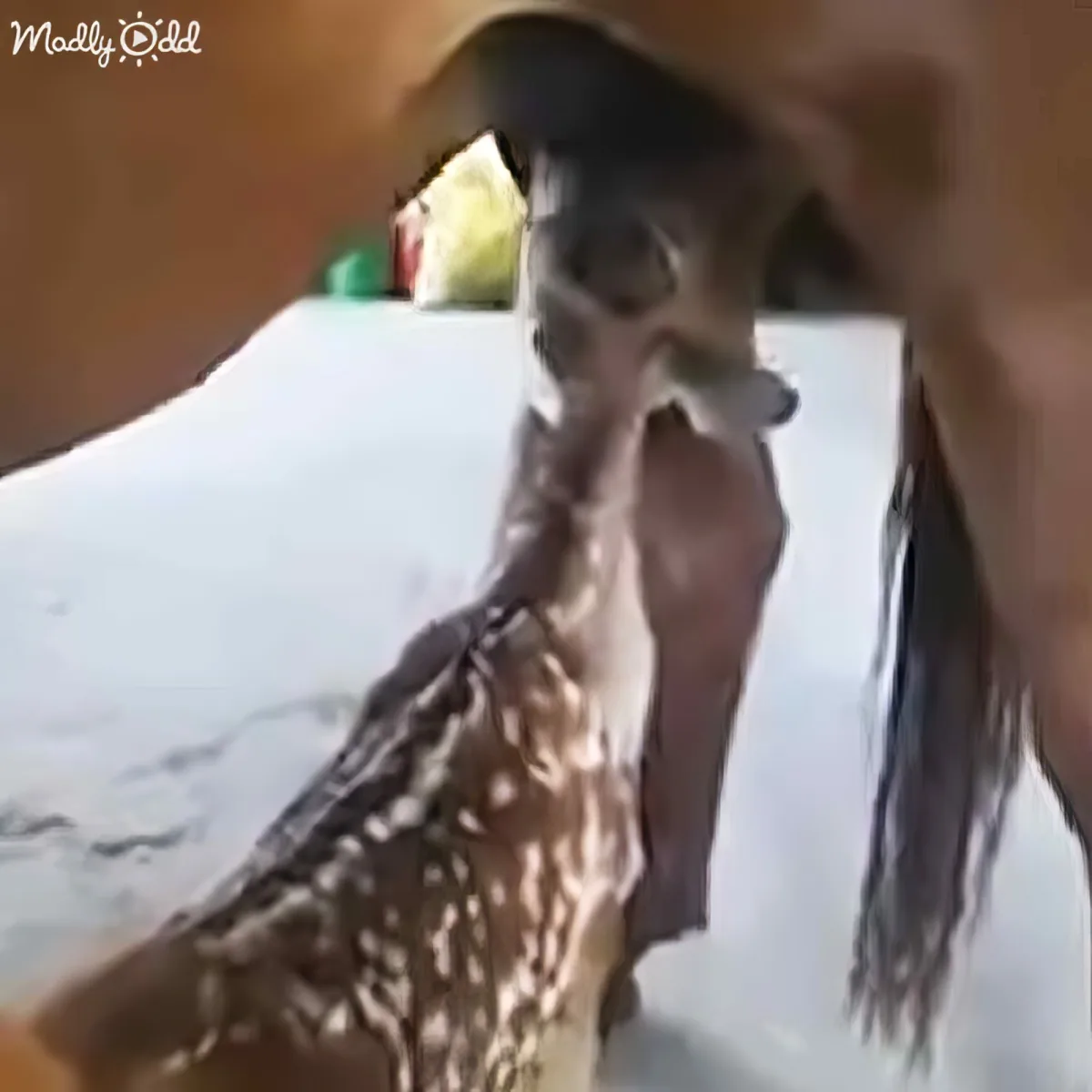 A baby deer is being held and comforted by a person in a white shirt.