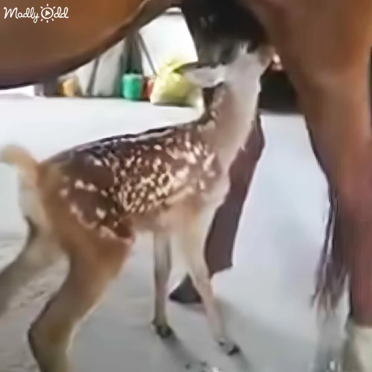 A baby deer with white spots stands on a concrete surface, partially obscured by a person's legs.
