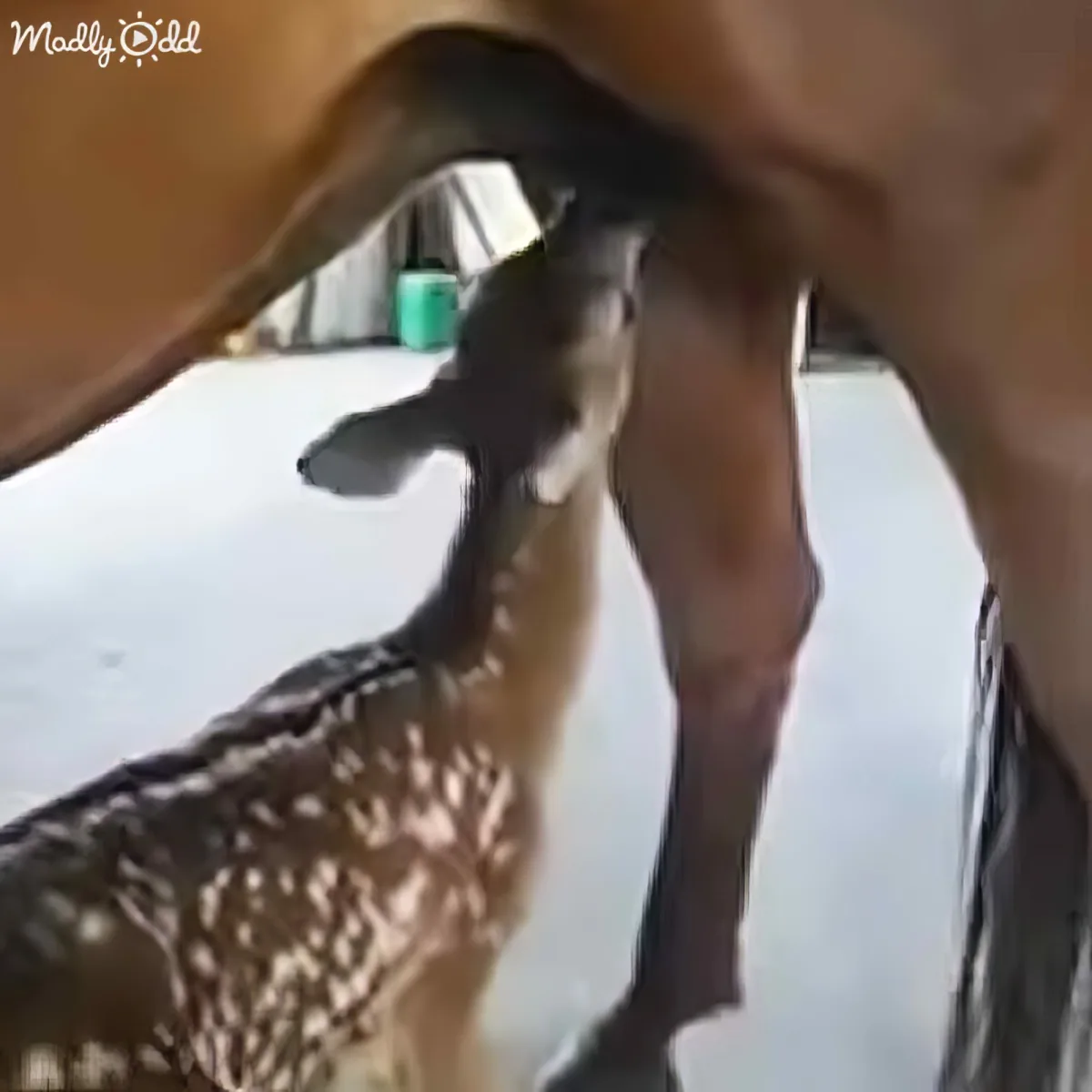 A fawn with spots is drinking milk from a bottle held by a person.