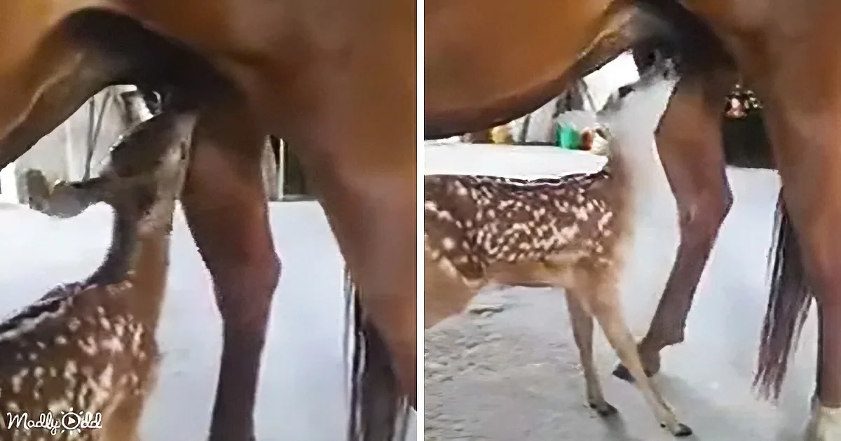 White-Tail Baby Deer Finds a Mom in a Caring Mare