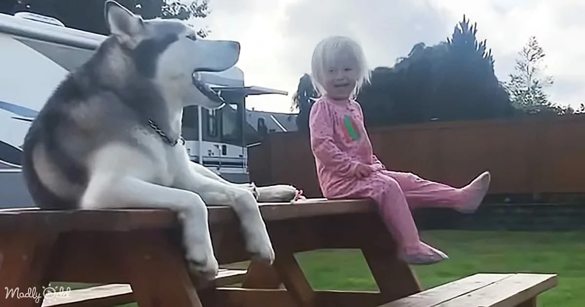 A child in pink pajamas sits on a wooden bench next to a relaxed husky dog.
