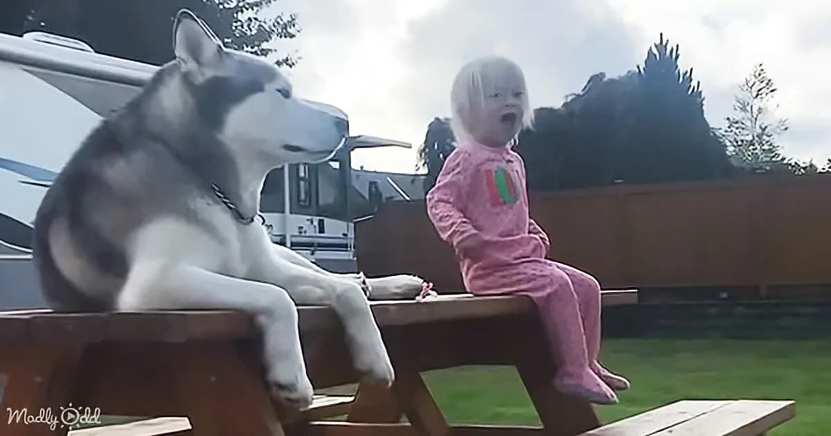 Husky and baby